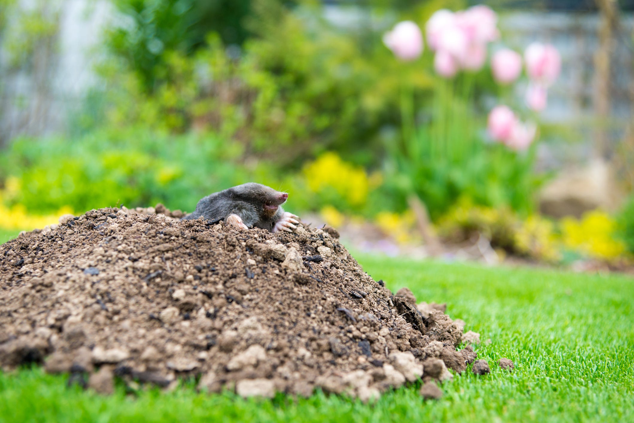 How To Get Rid of Moles In The Garden — Tips And Prevention