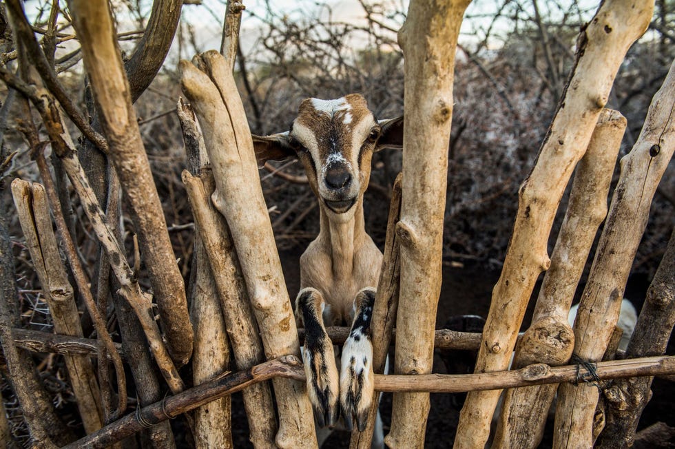 Voor de leden van de Samburustam in het noorden van Kenia vormen geiten en runderen de hoeksteen van hun levensonderhoud
