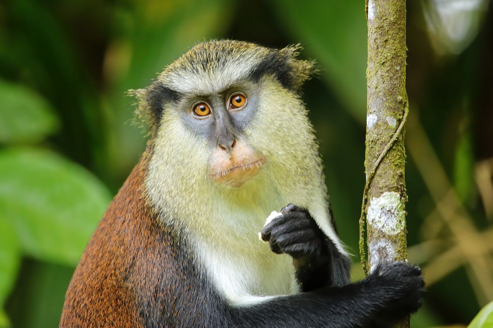 mona monkey eating in a tree, grand etang national park, grenada