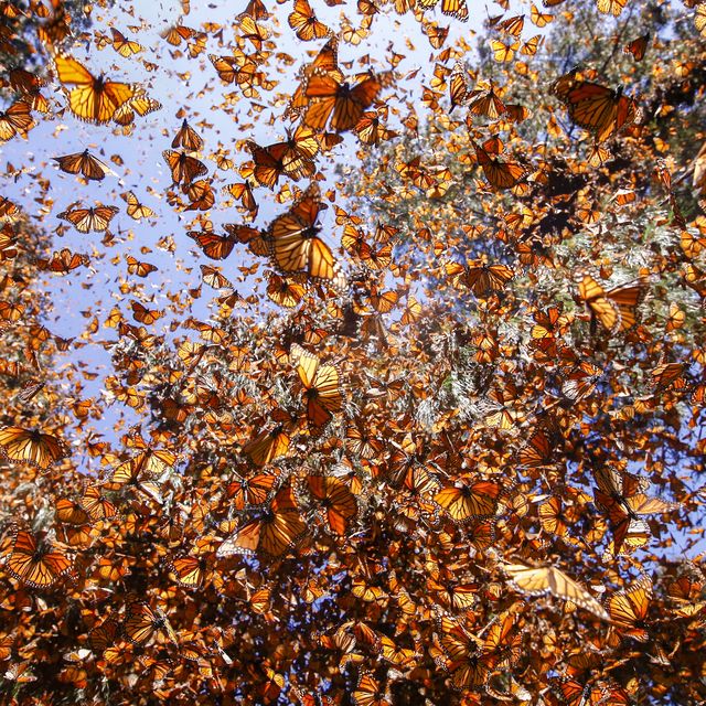 Papillons monarques (Danaus plexippus)