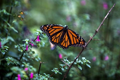 a monarch butterfly danaus plexippus is pictured at the oyamel firs abies religiosa forest, in ocampo municipality, michoacan state in mexico on december 19, 2016 millions of monarch butterflies arrive each year to breed at the oyamel firs forest in michoacan state, after travelling more than 4,500 kilometres from the united states and canada  afp  enrique castro        photo credit should read enrique castroafp via getty images