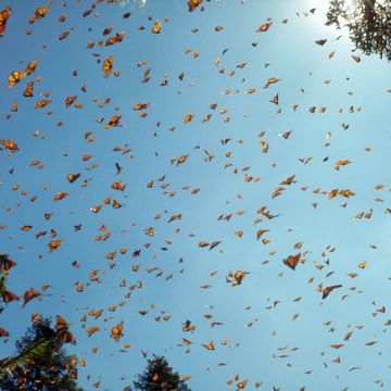 monarch butterflies against blue sky