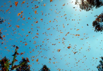 monarch butterflies against blue sky