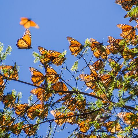 Some Monarch Butterflies Don't Migrate