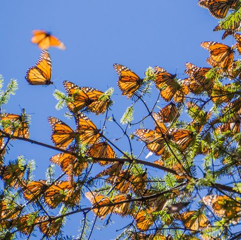 Monarch Butterflies on tree branch in blue sky background, Mexico