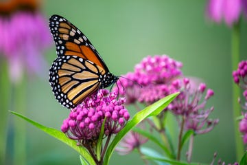 monarch butterfly feeding on swamp milkweed plant blossoms