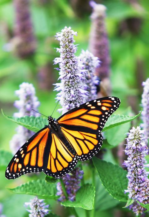 Monarch Butterfly (Danaus plexippus) on Lavender Anise Hyssop Blossom