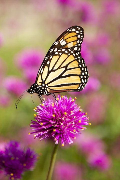 monarch butterfly pollinating a bright pink amaranth