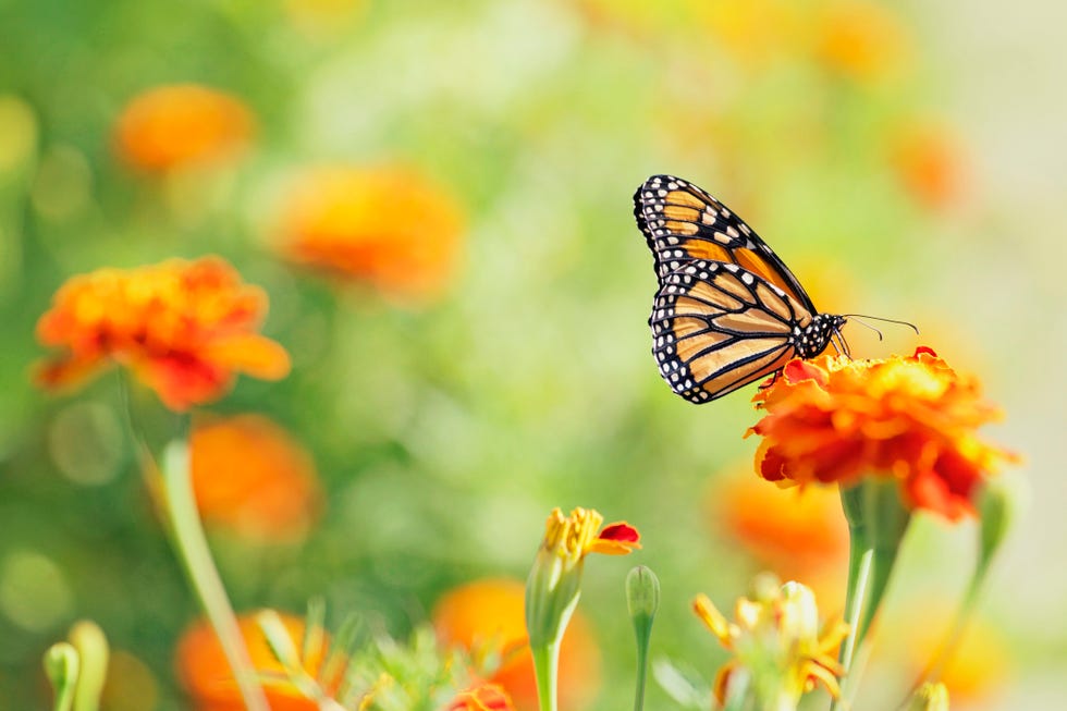 monarch butterfly