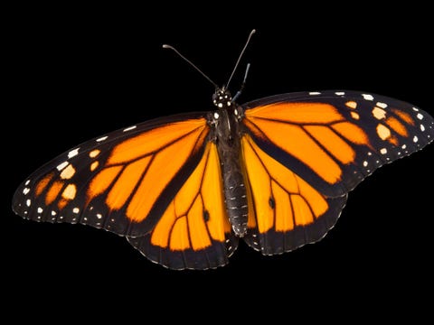 Monarchvlinder Danaus plexippus niet gevalueerd Sommige trekkende monarchvlinders doen Mexico de VS en Canada aan Het behoud van de soort moet dus grens overschrijdend worden aangepakt Door industrile landbouw en plattelandsontwikkeling worden de zijdeplanten waarop de rupsen leven zeldzamer Verder bedreigt illegale houtkap hun overwinteringsgebieden in Mexico