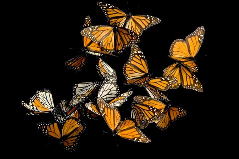 Monarchvlinder De vlindersoort is beroemd om zijn jaarlijkse trek Miljoenen monarchvlinders migreren elk jaar vanuit de VS en Canada naar zuidelijke gebieden in Californi en Mexico om er te overwinteren