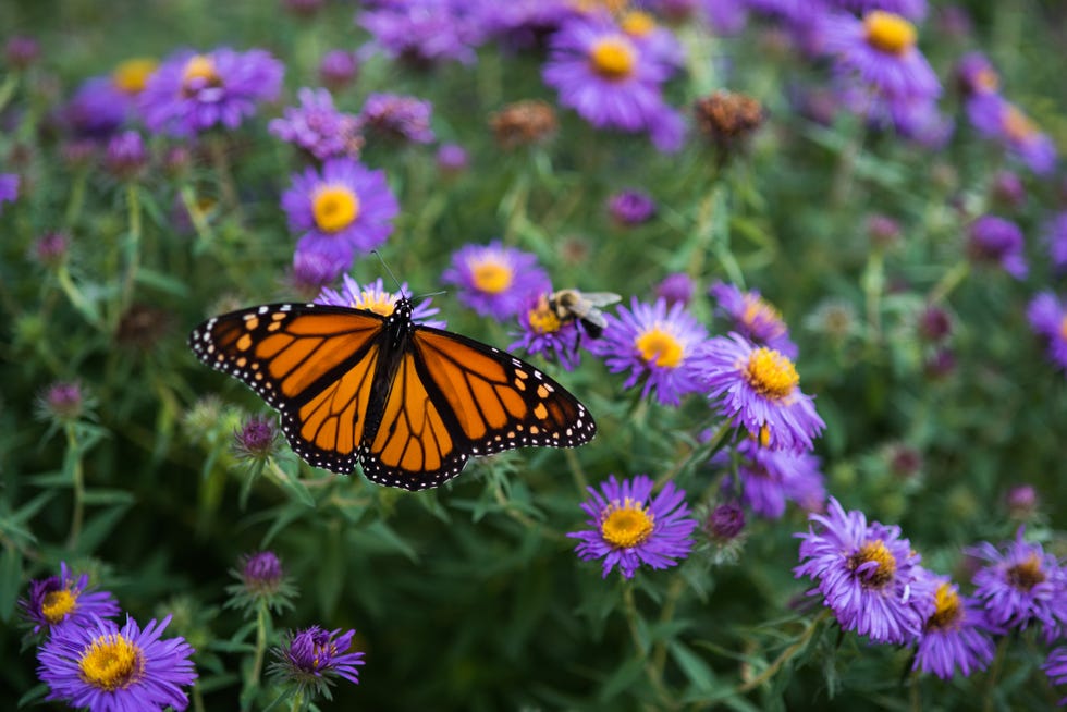 best perennials asters