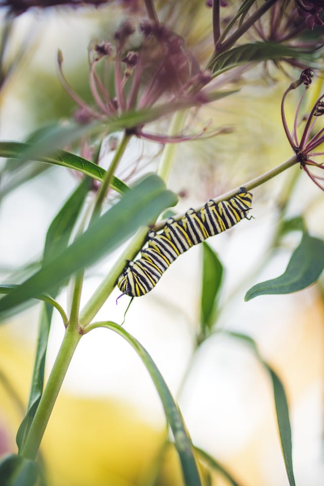 Caterpillar to Butterfly Kit: Shipped with Live Caterpillars - Nature Gift  Store