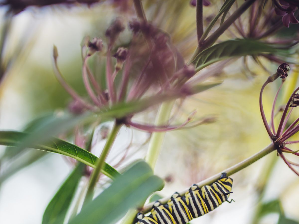 Caterpillar Refill Kit: Grow Butterflies Again - Nature Gift Store