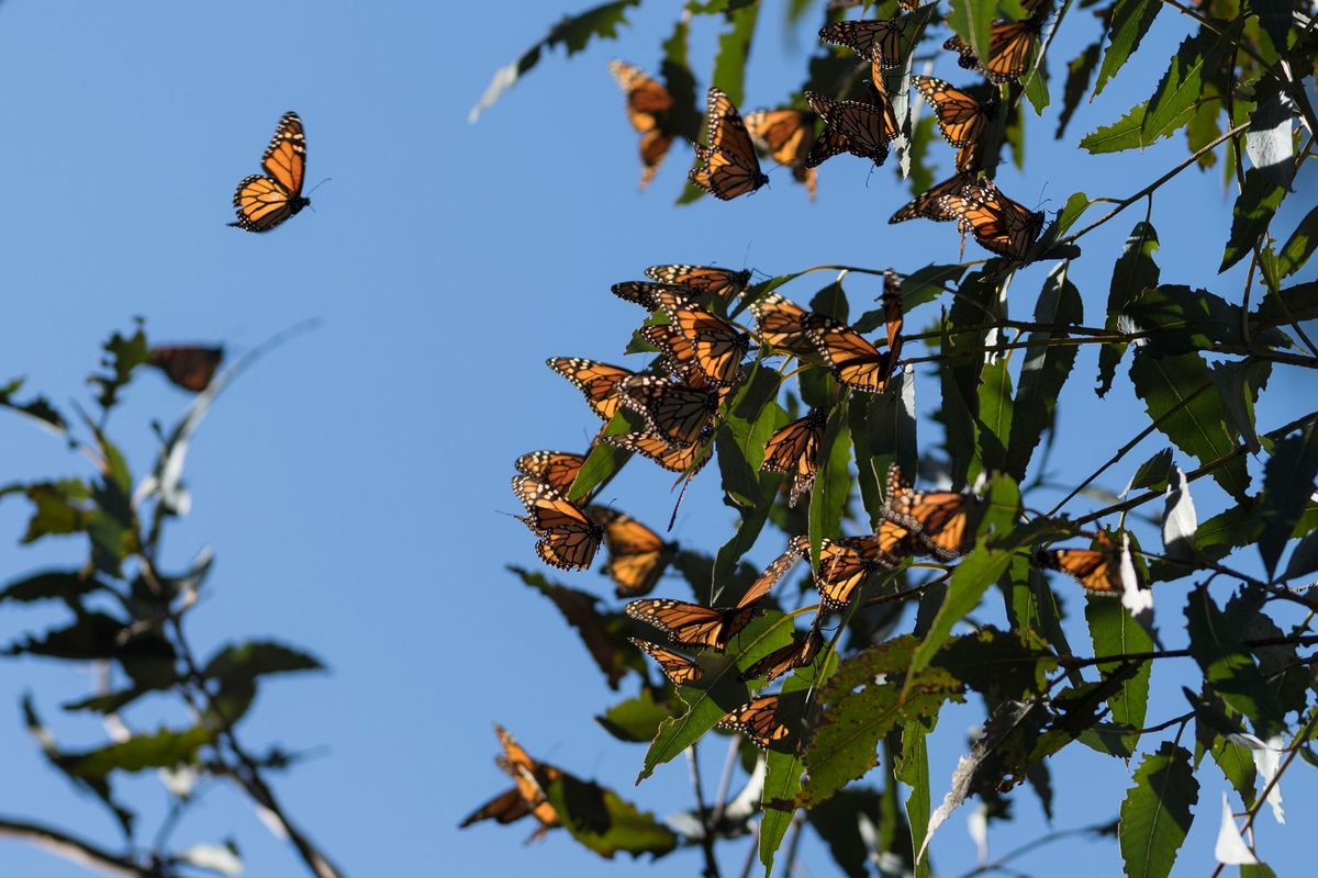 Duizenden monarchvlinders zitten in 2018 op een eucalyptusboom in Fremont in Californi Dit jaar zijn er in de staat minder dan tweeduizend geteld