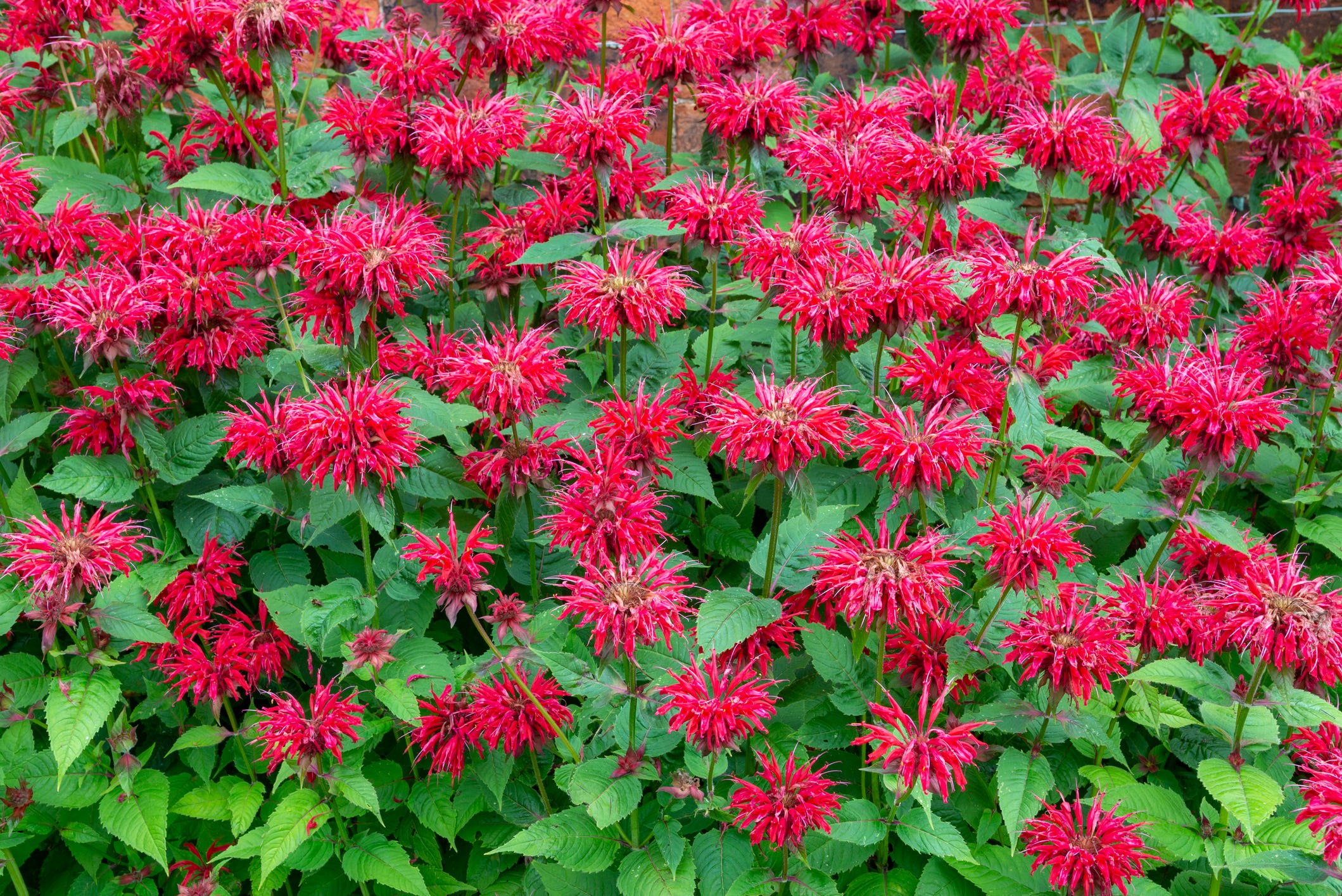 40 Deer-Resistant Plants That Look Beautiful in Your Garden