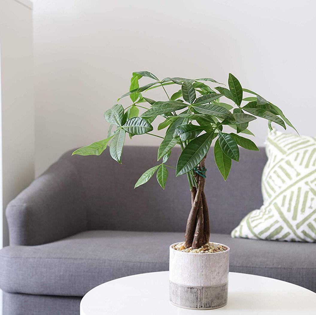 Money Tree Care - How to Grow a Lucky Money Tree Plant