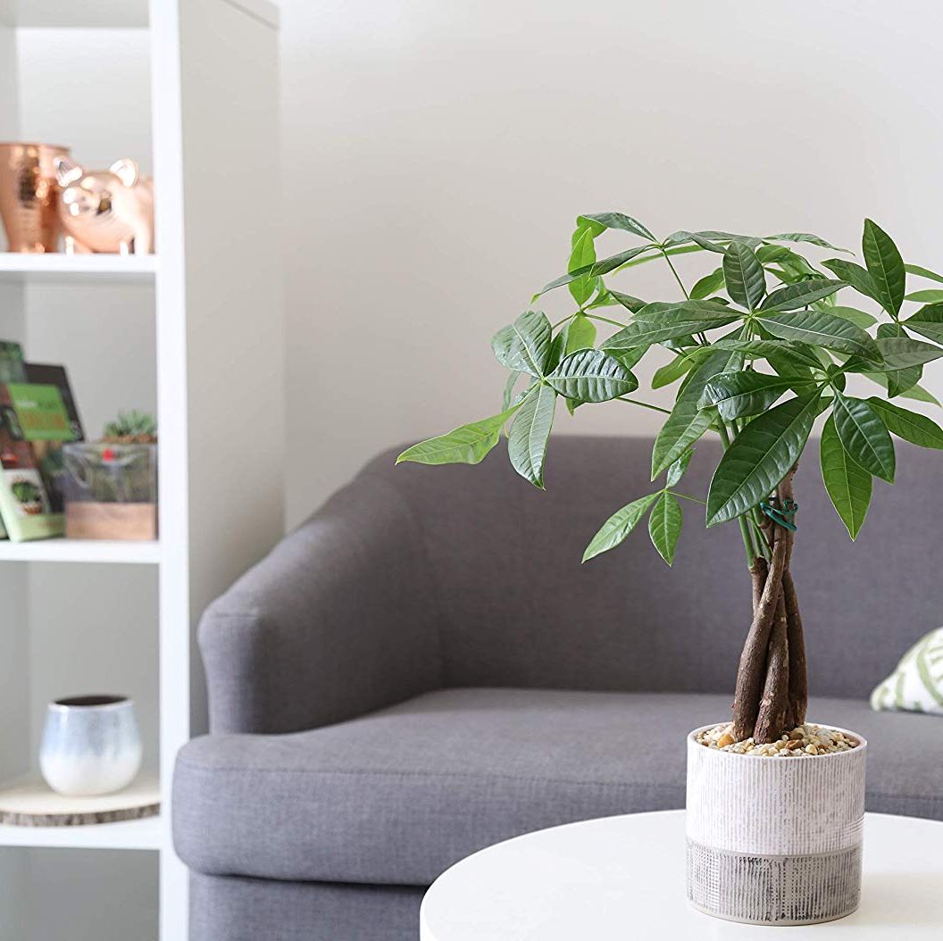 Money Tree Care - How to Grow a Lucky Money Tree Plant