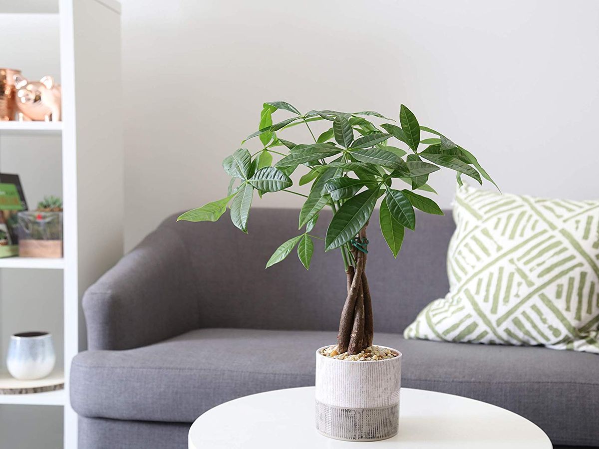 Money Tree Care - How To Grow A Lucky Money Tree Plant