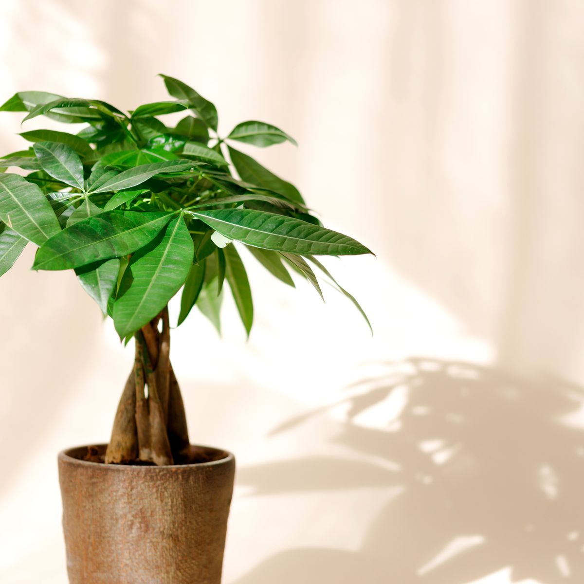 Best Money Tree Care Tips - How to Grow Money Tree Plant