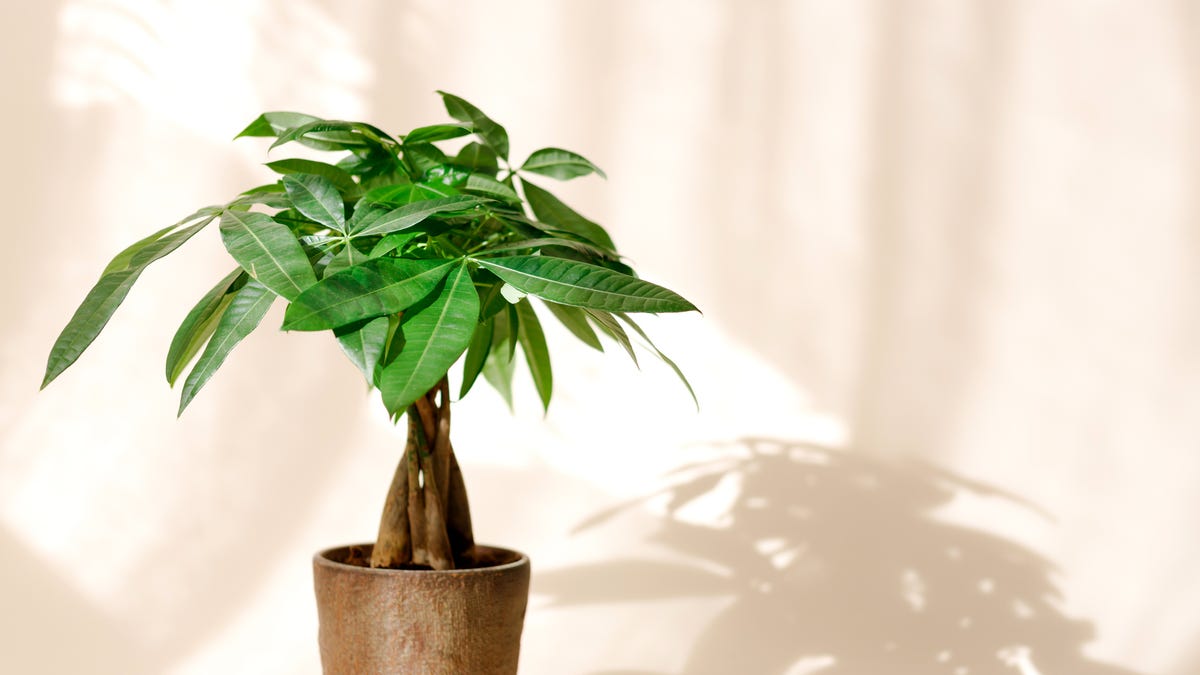 preview for The Best Low-Maintenance Houseplants to Consider Buying for Your Home