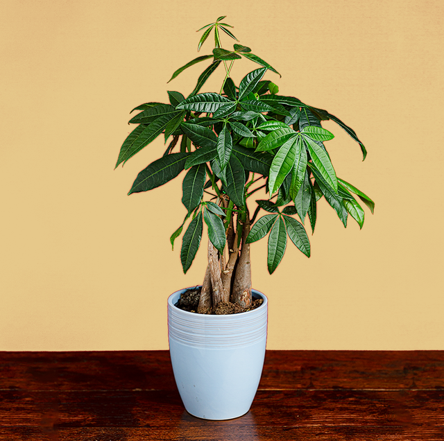 money tree plant with a brown background