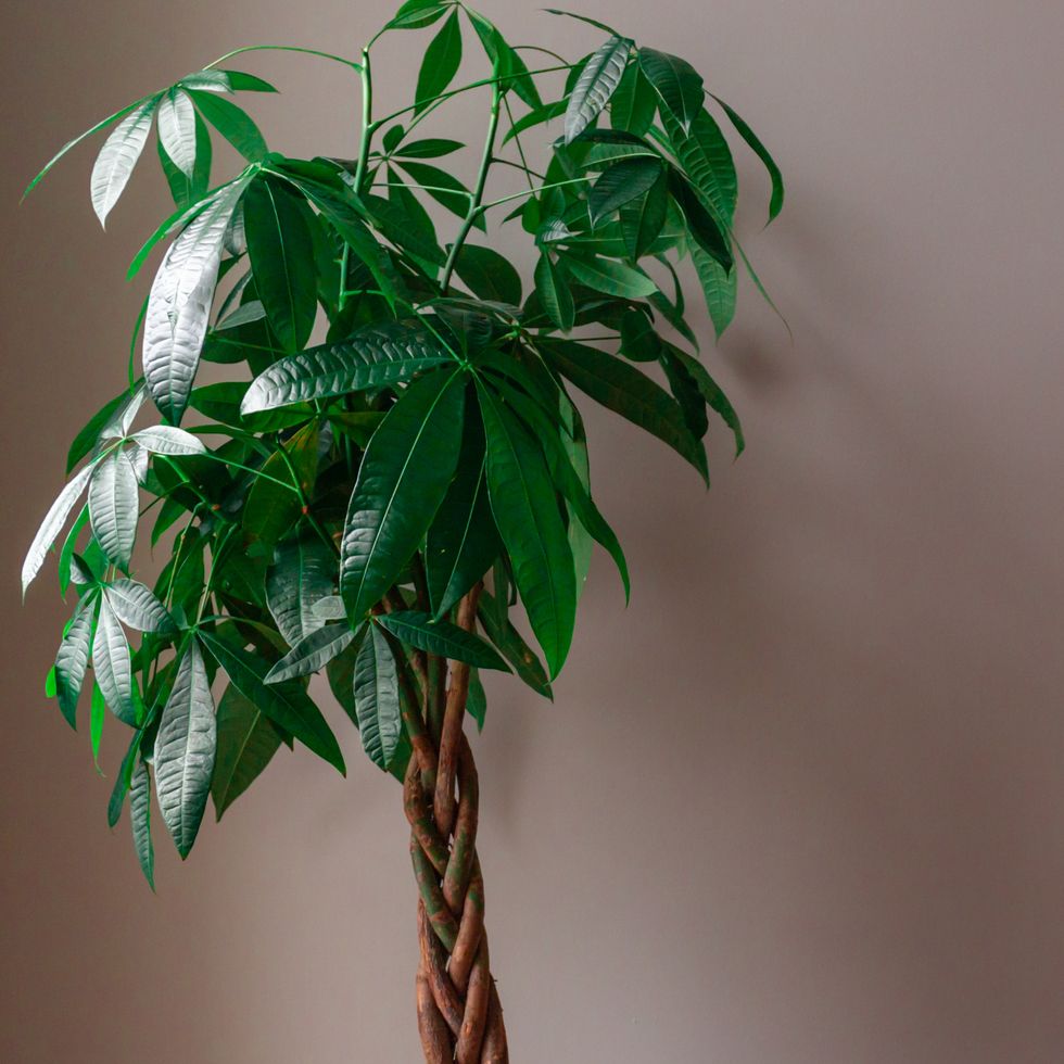 money tree against a grey background