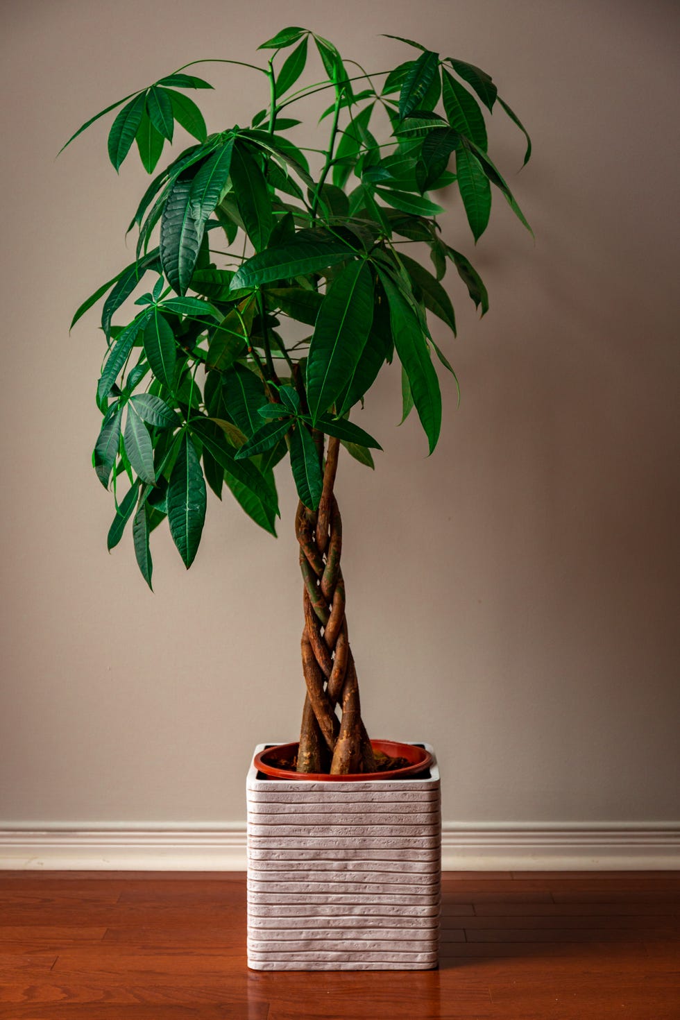 money tree care money tree against a grey background