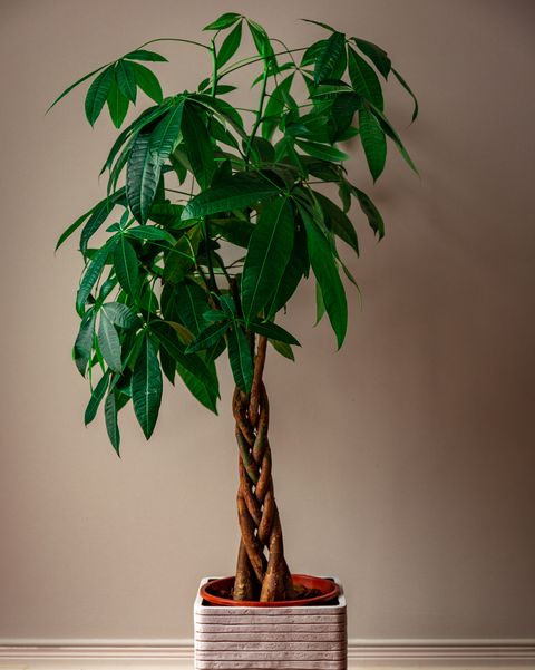 money tree care money tree against a grey background