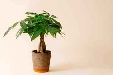 money tree in pot