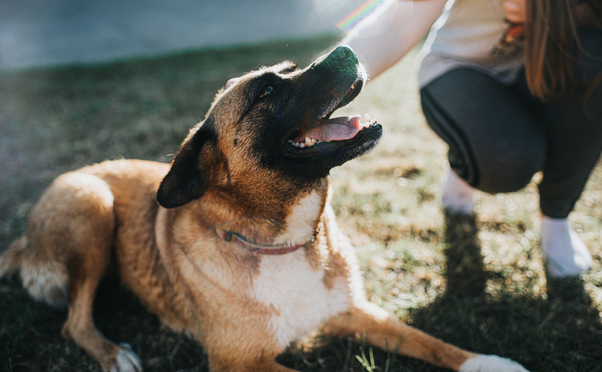 Get dog to stop best sale biting leash