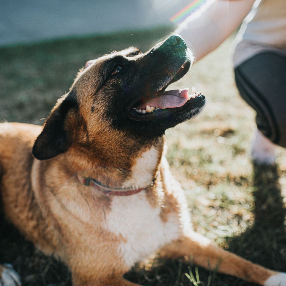 old lady dog names