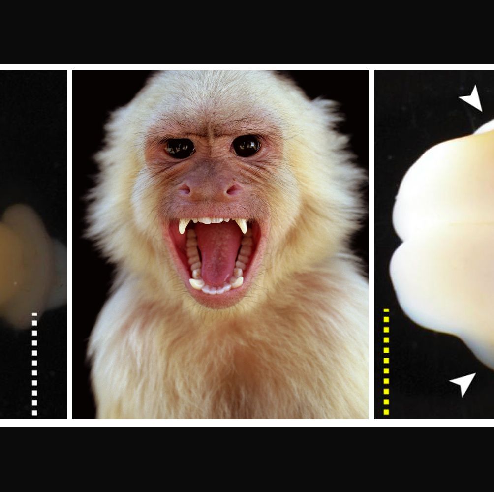 Human Gene in Monkey Brains: Scientists Make Monkey Brains Bigger
