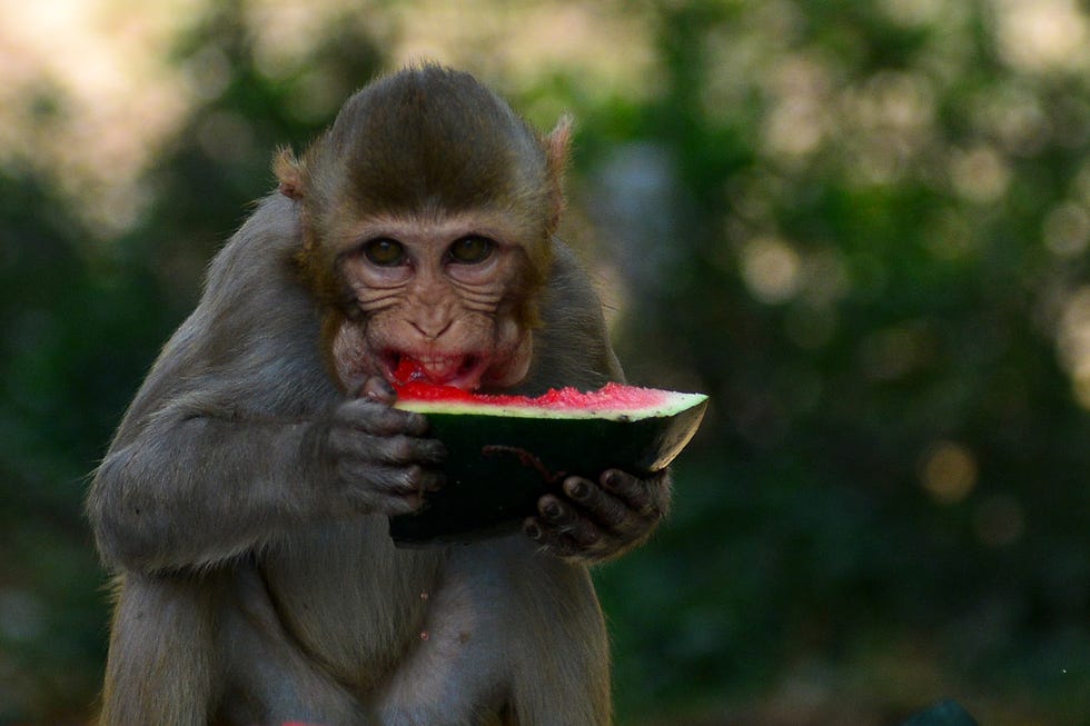 un mono comiendo una sandía