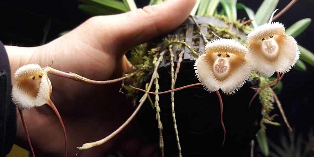 These Rare Orchids Look Like Monkey Faces, and You Can Buy the Seeds