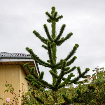 monkey puzzle tree, araucaria araucana tree at curaco de velez, chile