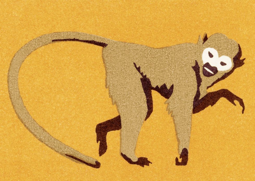 Tail, Lemur, Primate, Visual arts, Illustration, 