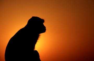 monkey  sunset