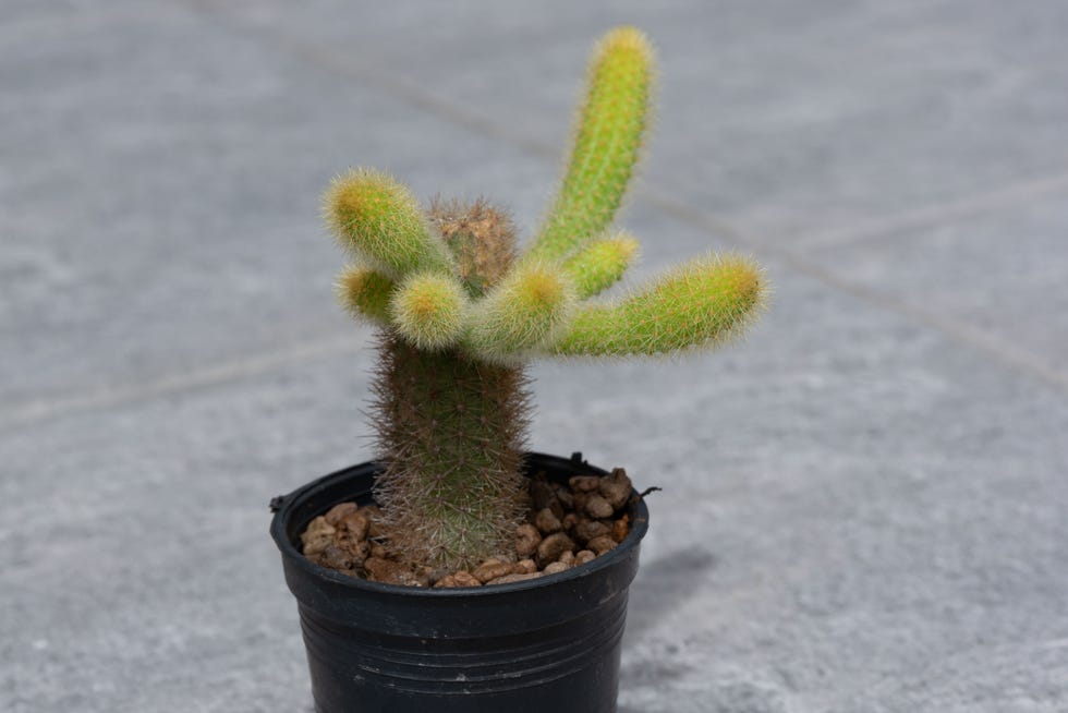 10 Best Large Cactus Plants