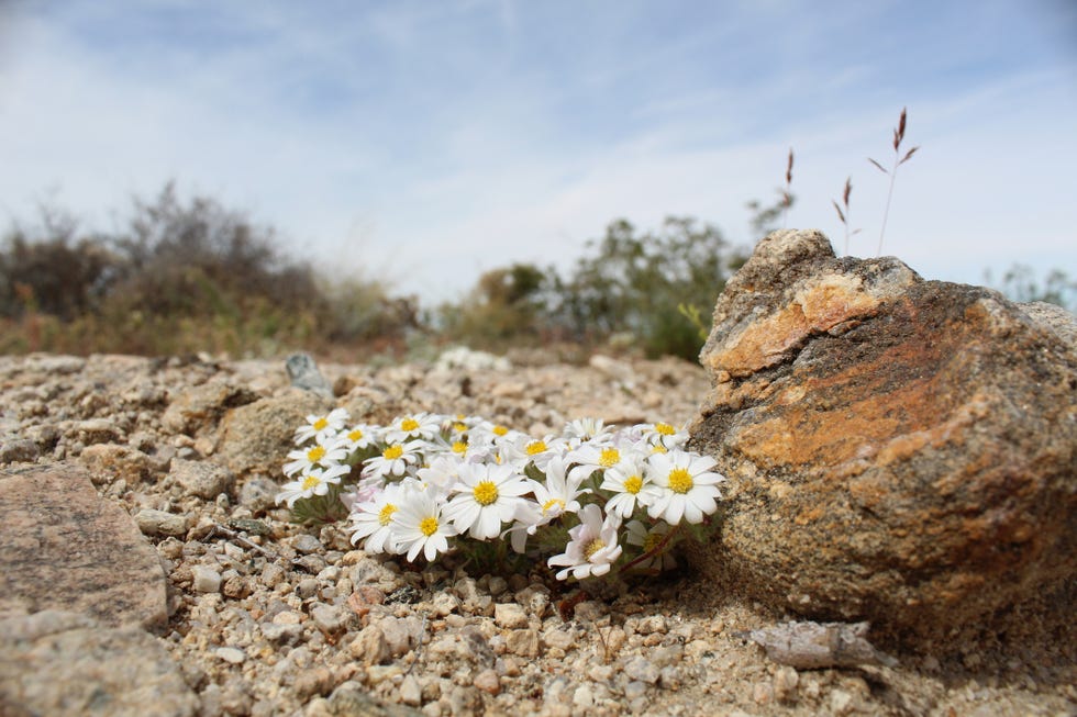 monoptilon bellidiforme little desert star 29 palms 040819 b