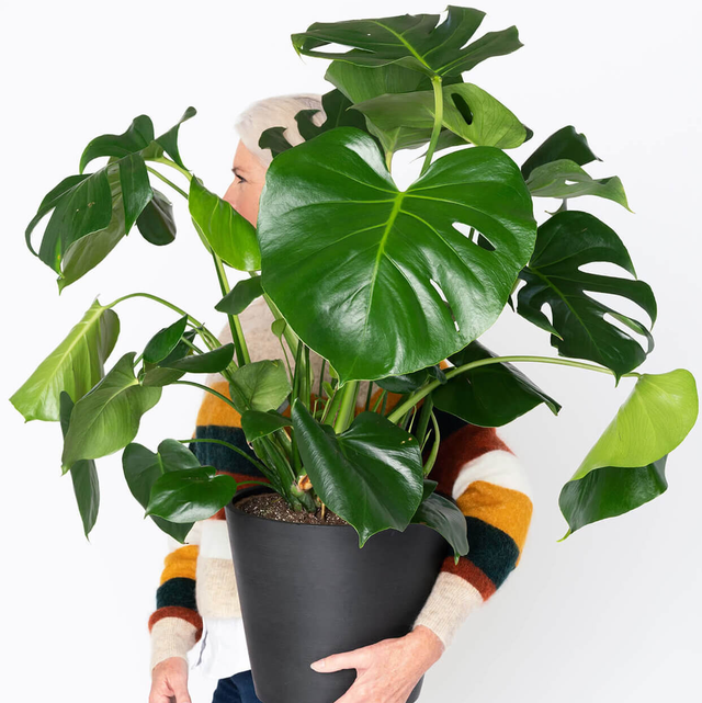 Bloomscape Sale March 2023: Buy Healthy Plants for Sale Online Bloomscape Sale March 2023: Buy Healthy Plants for Sale Online