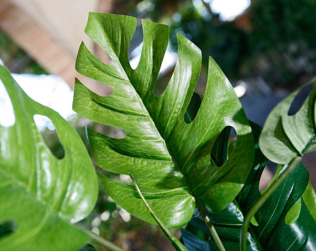 Planta monstera