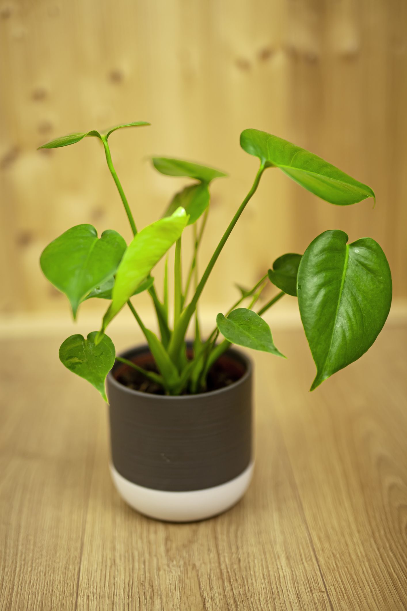 29 Best Low-Light Indoor Plants 2023 - Plants That Don't Need Light