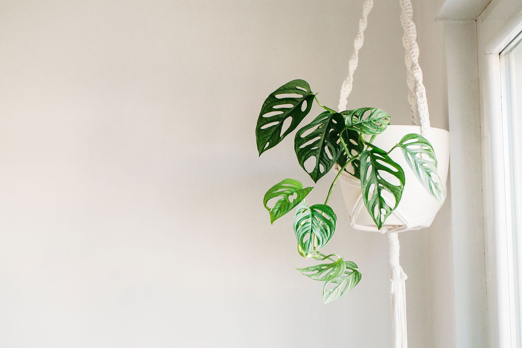 20 mejores plantas colgantes para decorar casa