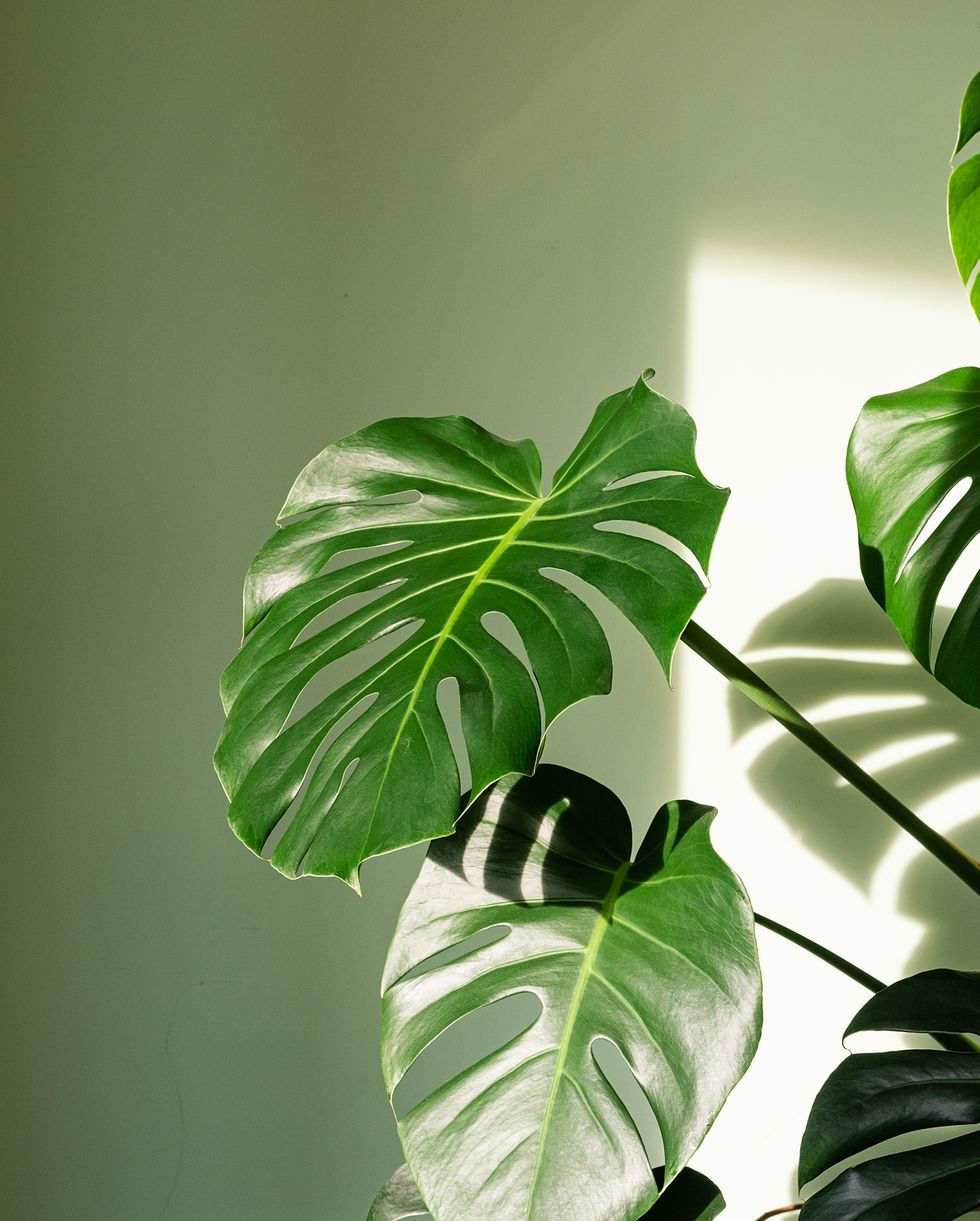 plants harmful to dogs monstera