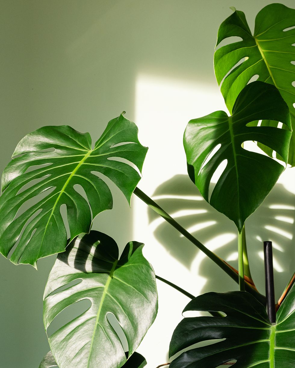 plants harmful to dogs monstera