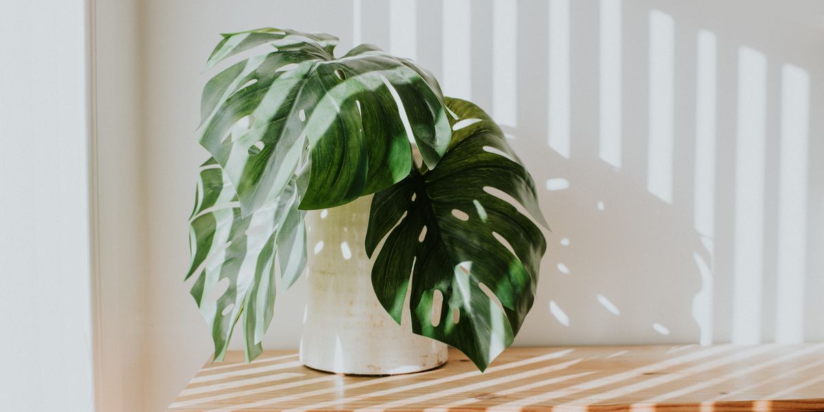 Why You Should Buy Fake Plants - Where to Buy Artificial Plants