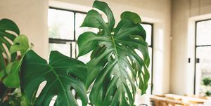 monstera plant in a kitchen swiss cheese plant