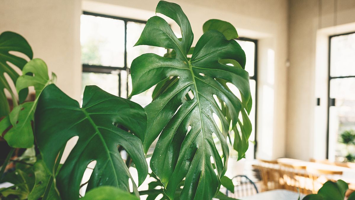 preview for Unusual Houseplants You Didn't Know Existed