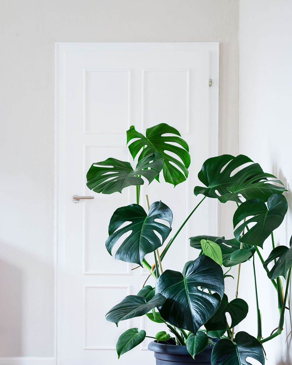 monstera deliciosa plant in gray pot in a light room with wide planked hard wood floors